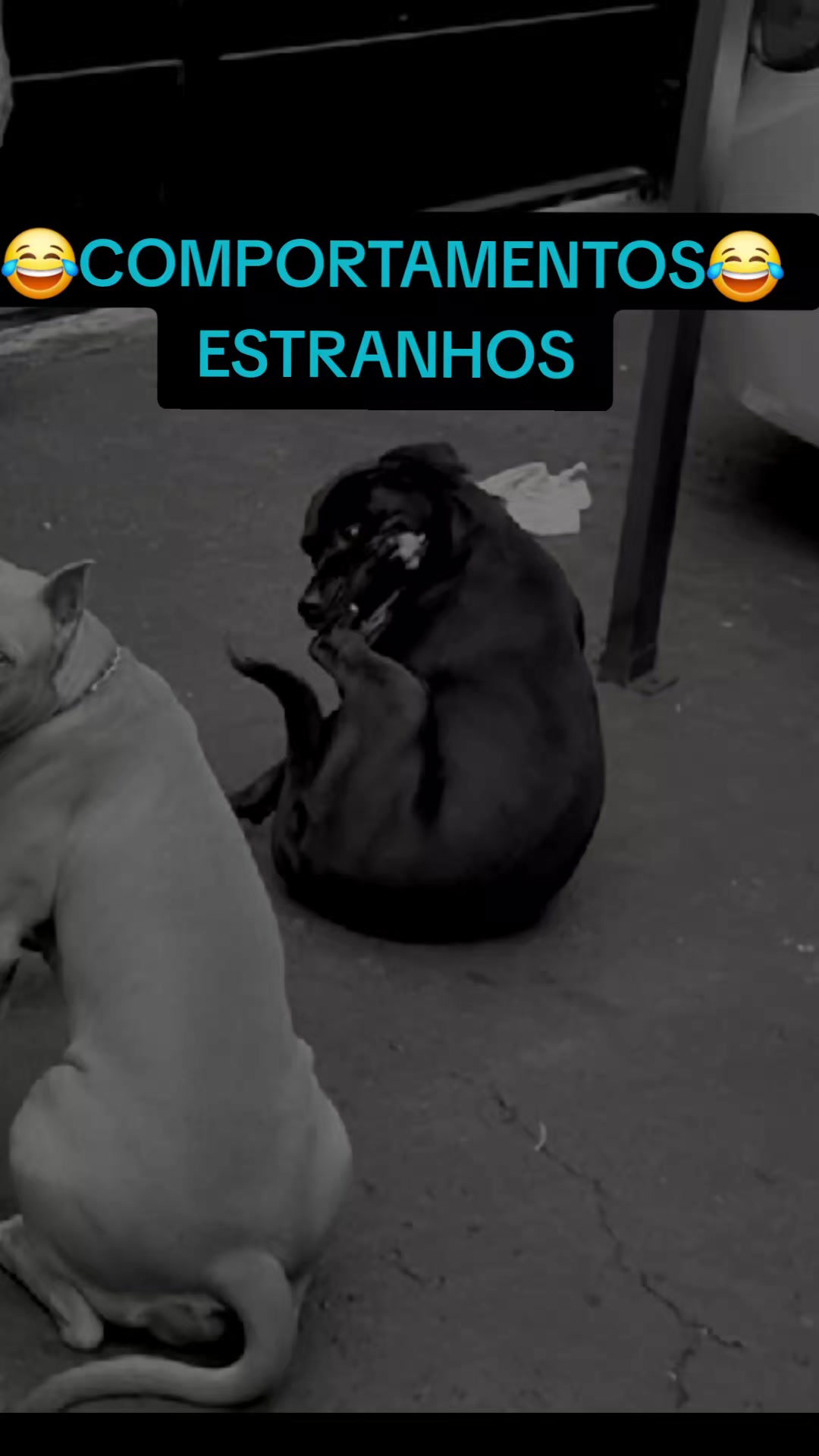@cachorro de pobre