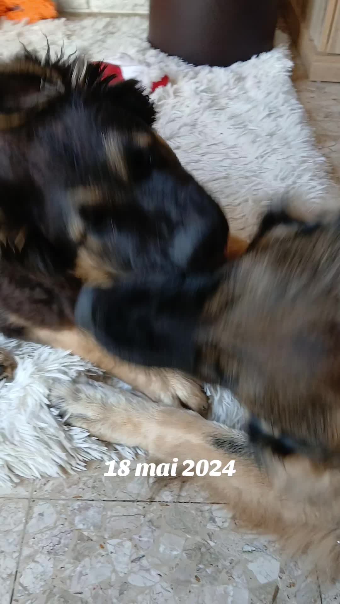 @🐾Onyx &Ruby 🐾