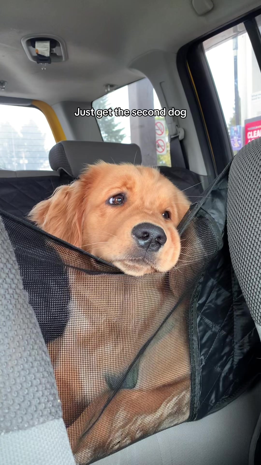 @Pacha and Bucket the Goldens