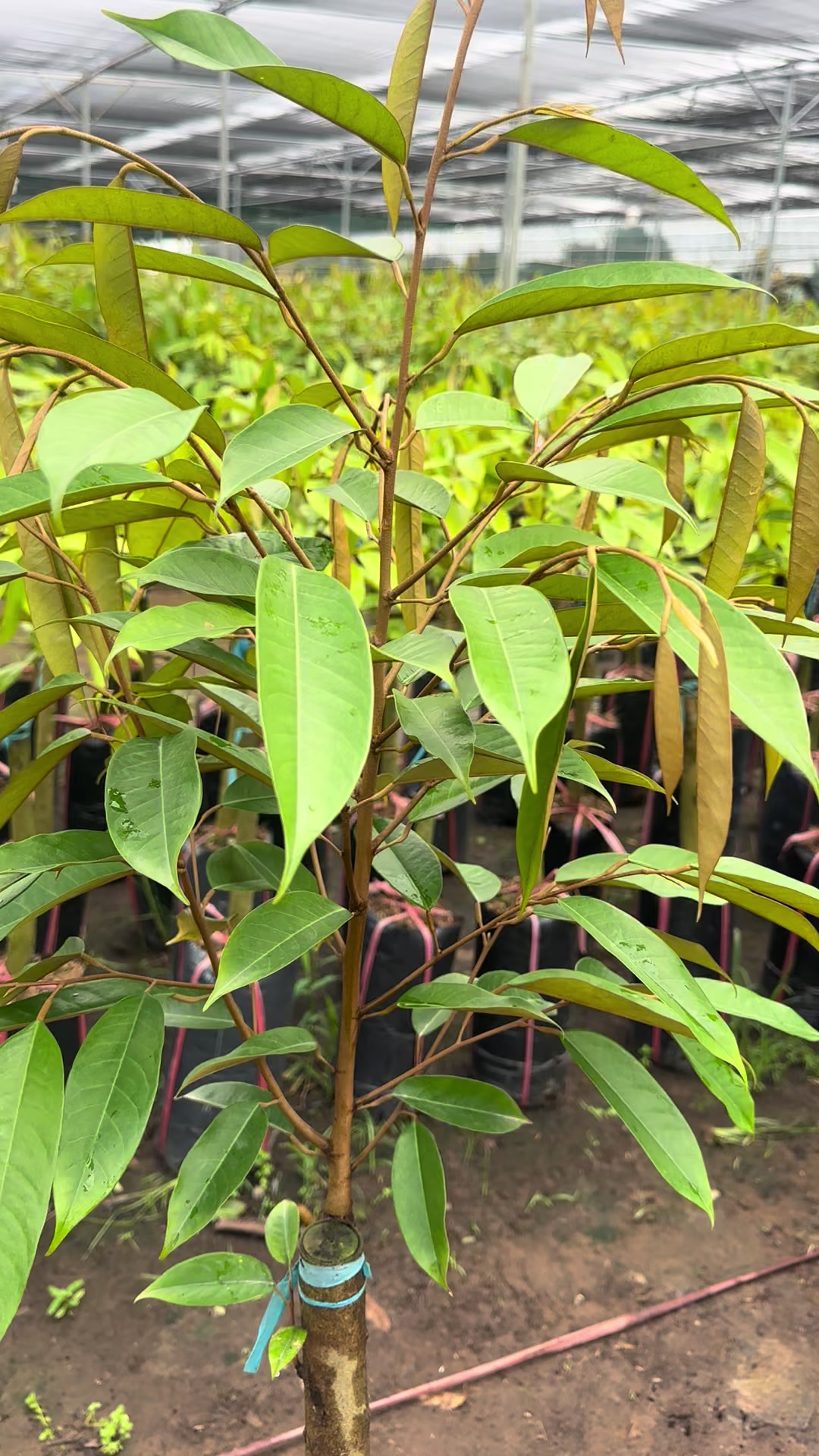 @H&ugrave;ng Chương STCG Welofarm