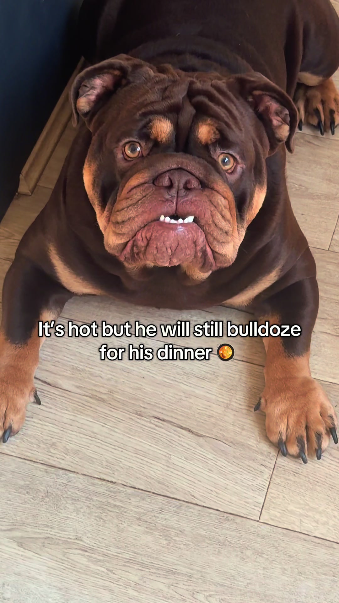 @Vinnie Bulldog