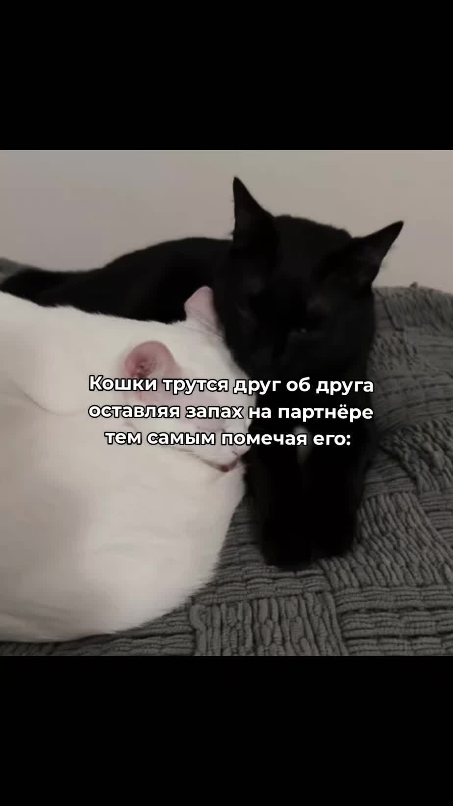 @~Между_Джексом_и_хаосом✓
