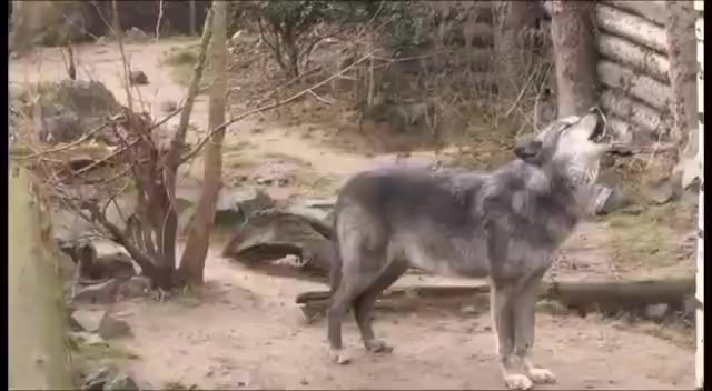 @غازي الديج