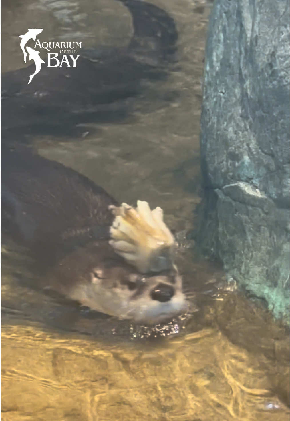 @Aquarium of the Bay