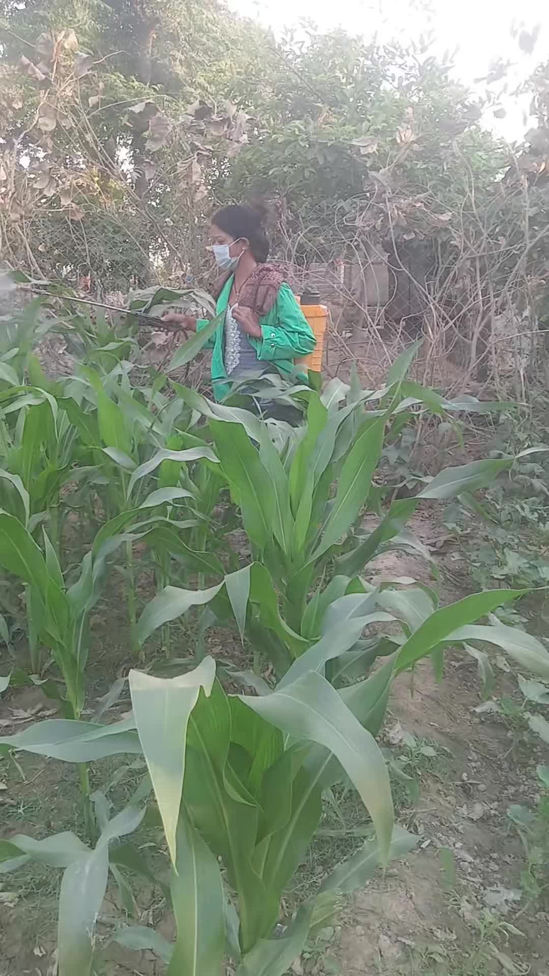 @Pabitra Rana219