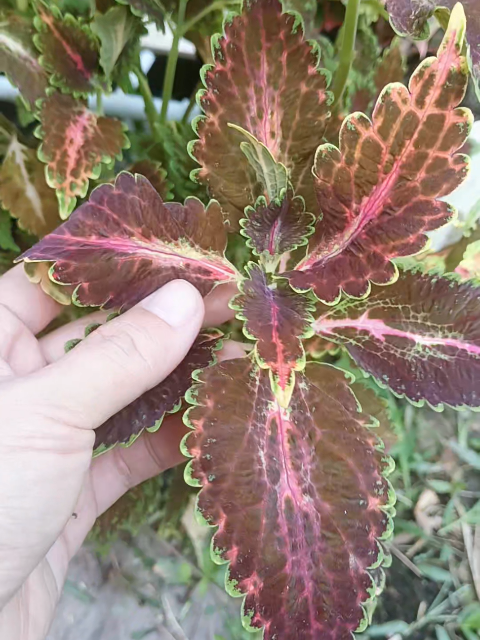 @🌱 Jom Berkebun 🌱