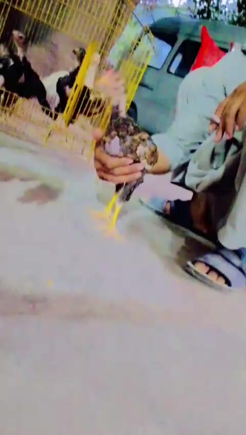 @Laadla Shah