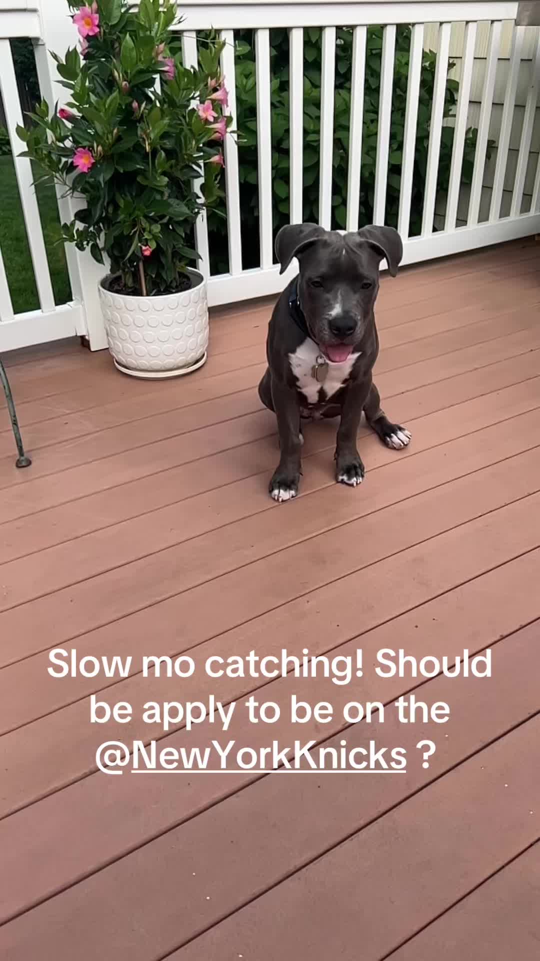 @Pibblingaround