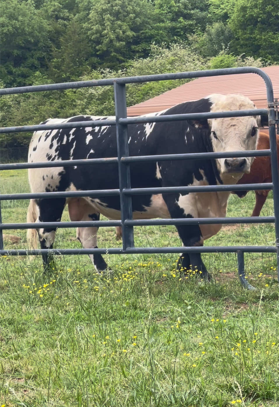 @Georgia Farm Girl