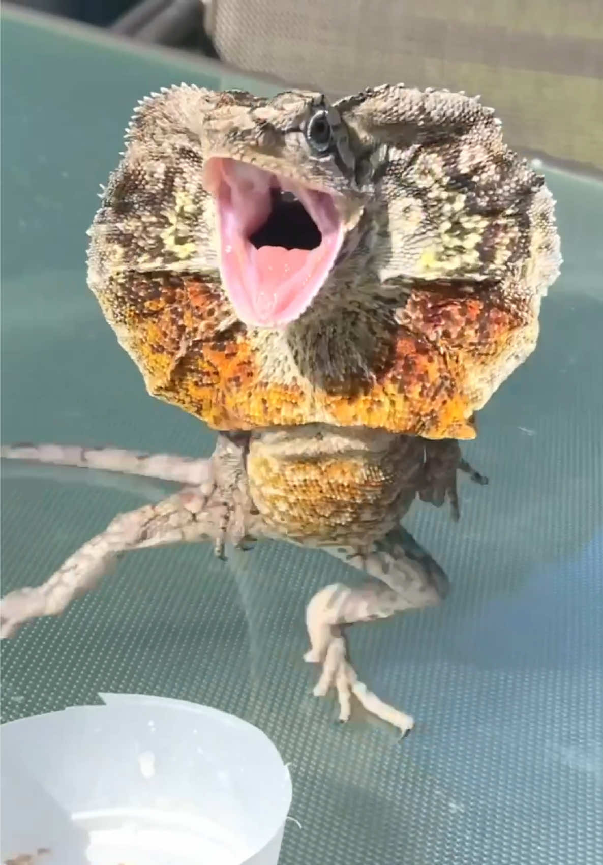@Tommys_reptiles
