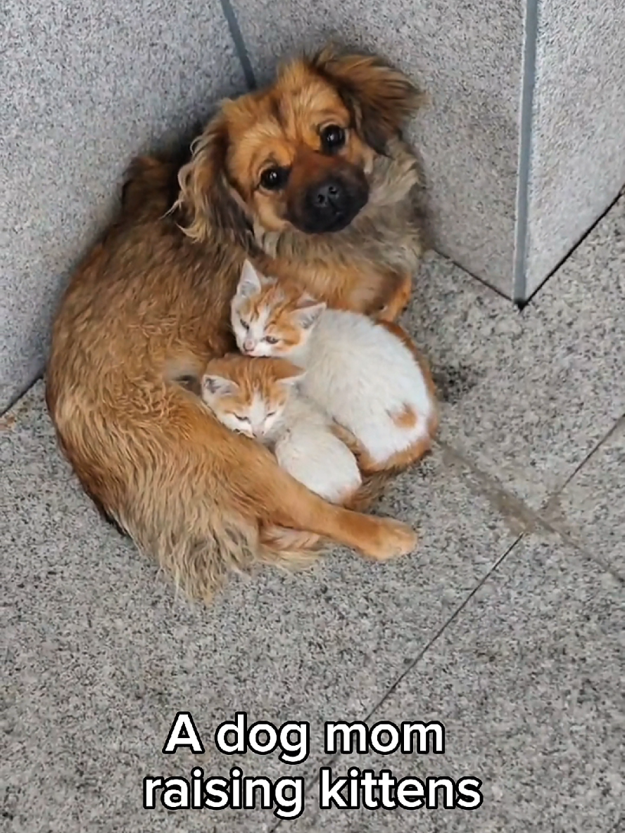 @Cat Lovers Club