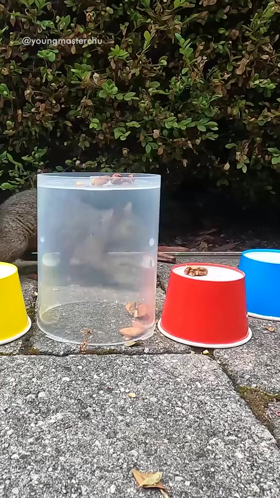 @youngmasterchu squirrel