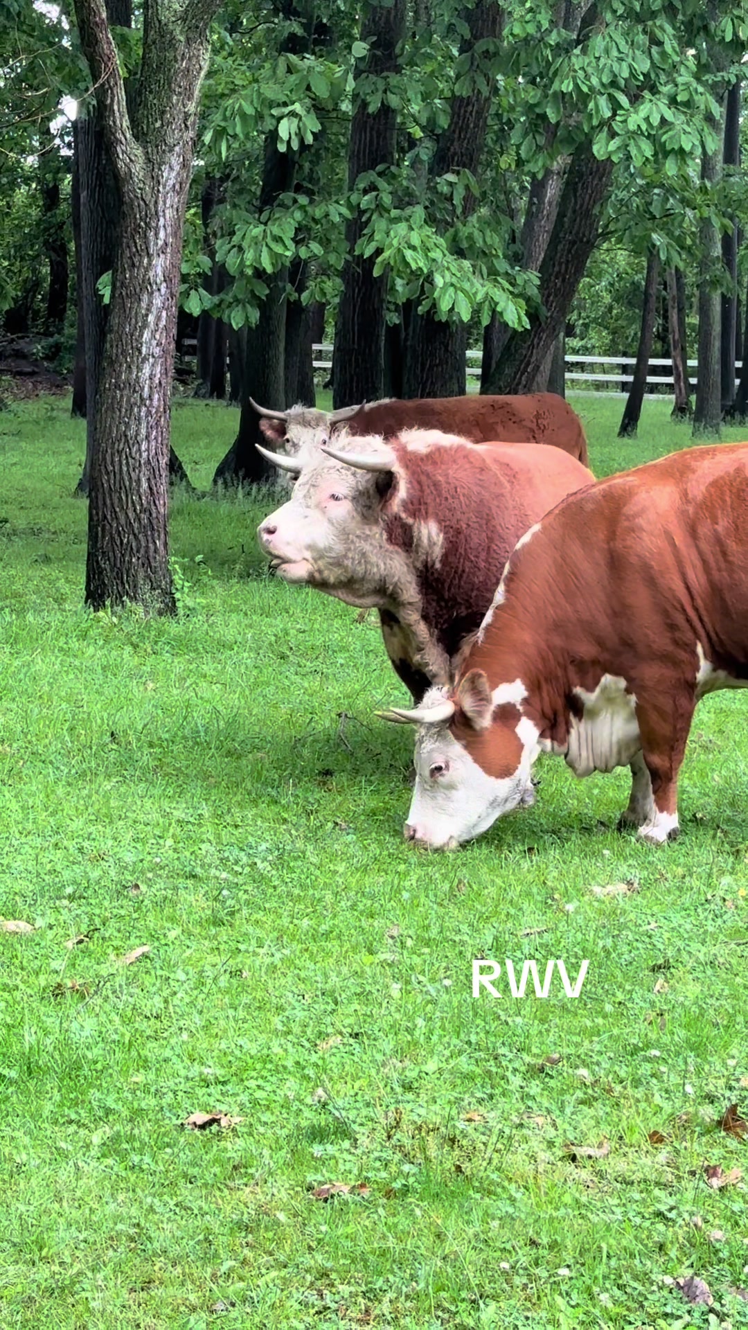 @RWV Land & Livestock