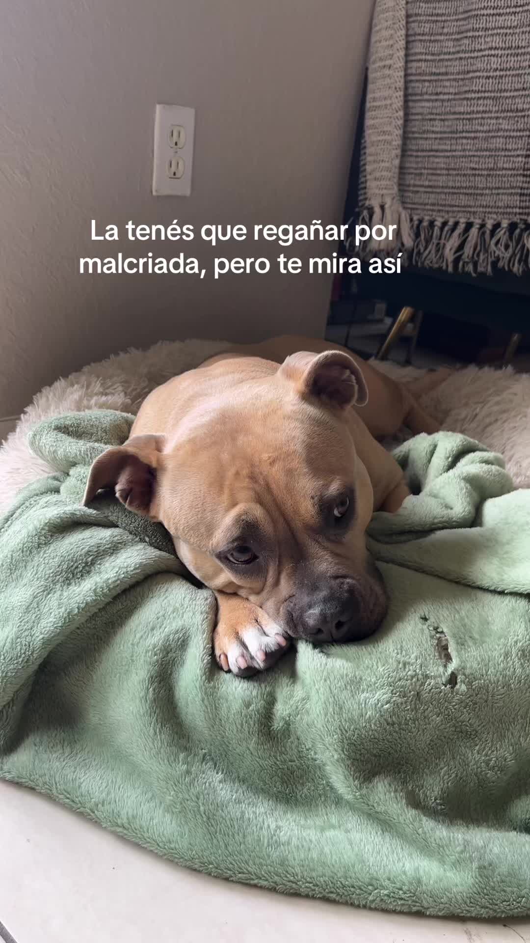@Alexa R. Zogaib