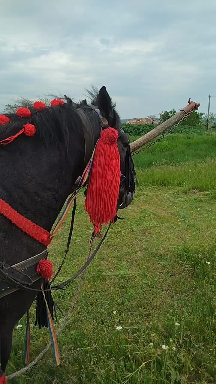 @cosminmocanu