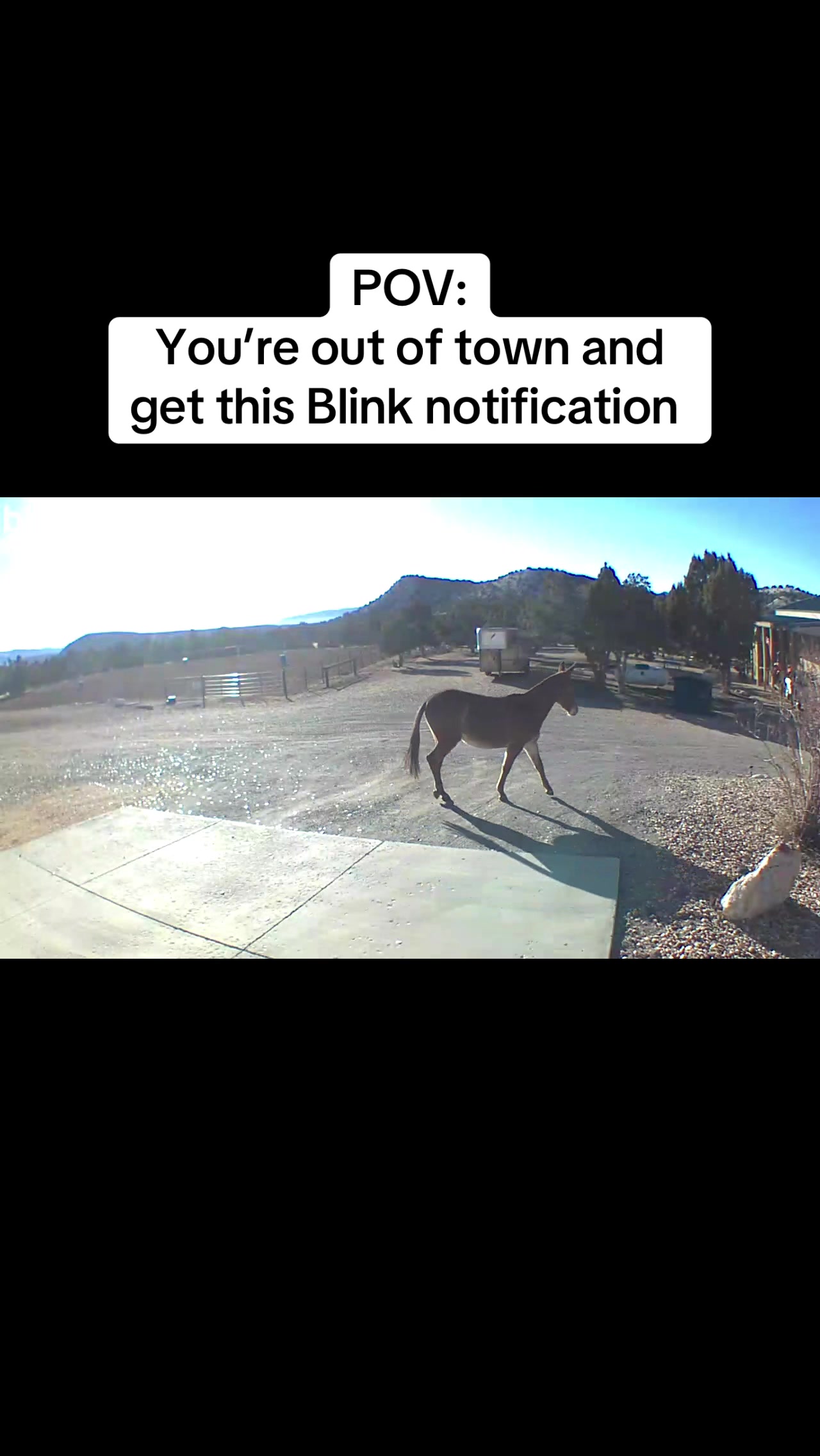 @Skye Evans TSMULES