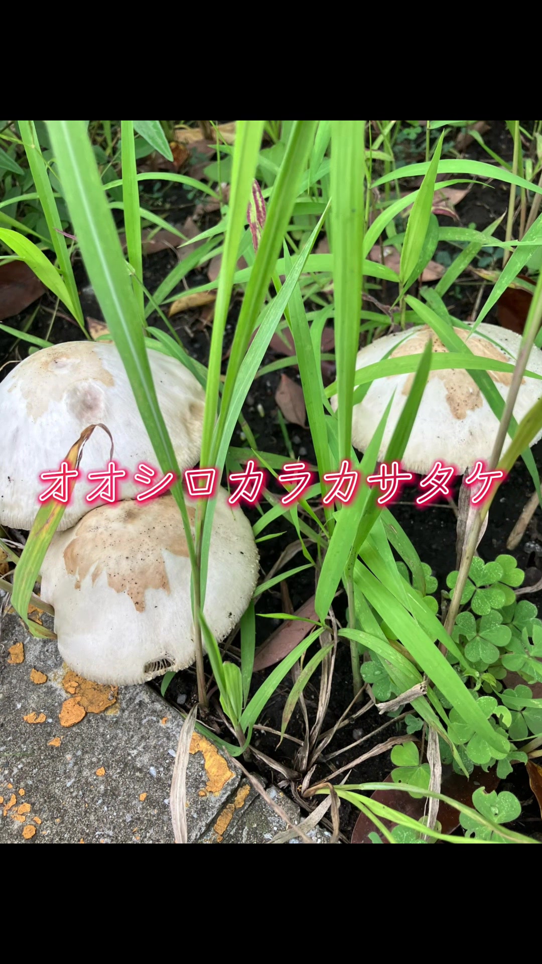 @Mameshiba🐕🐕H.A🍀💐