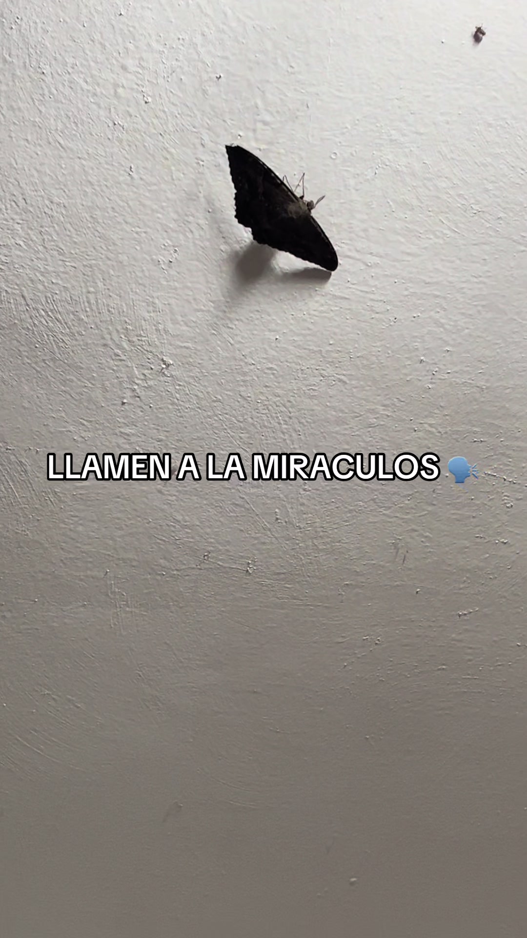 @Luis 🖤