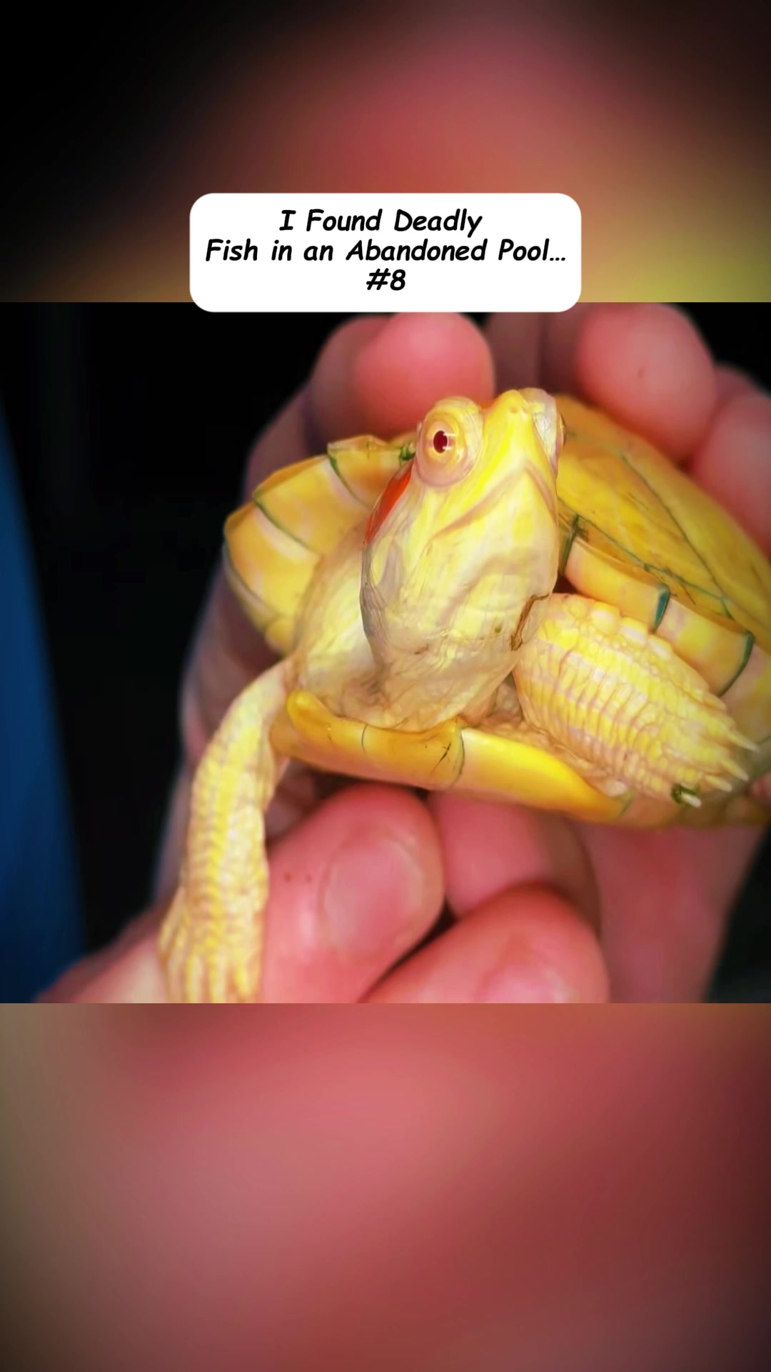 @Cute animals