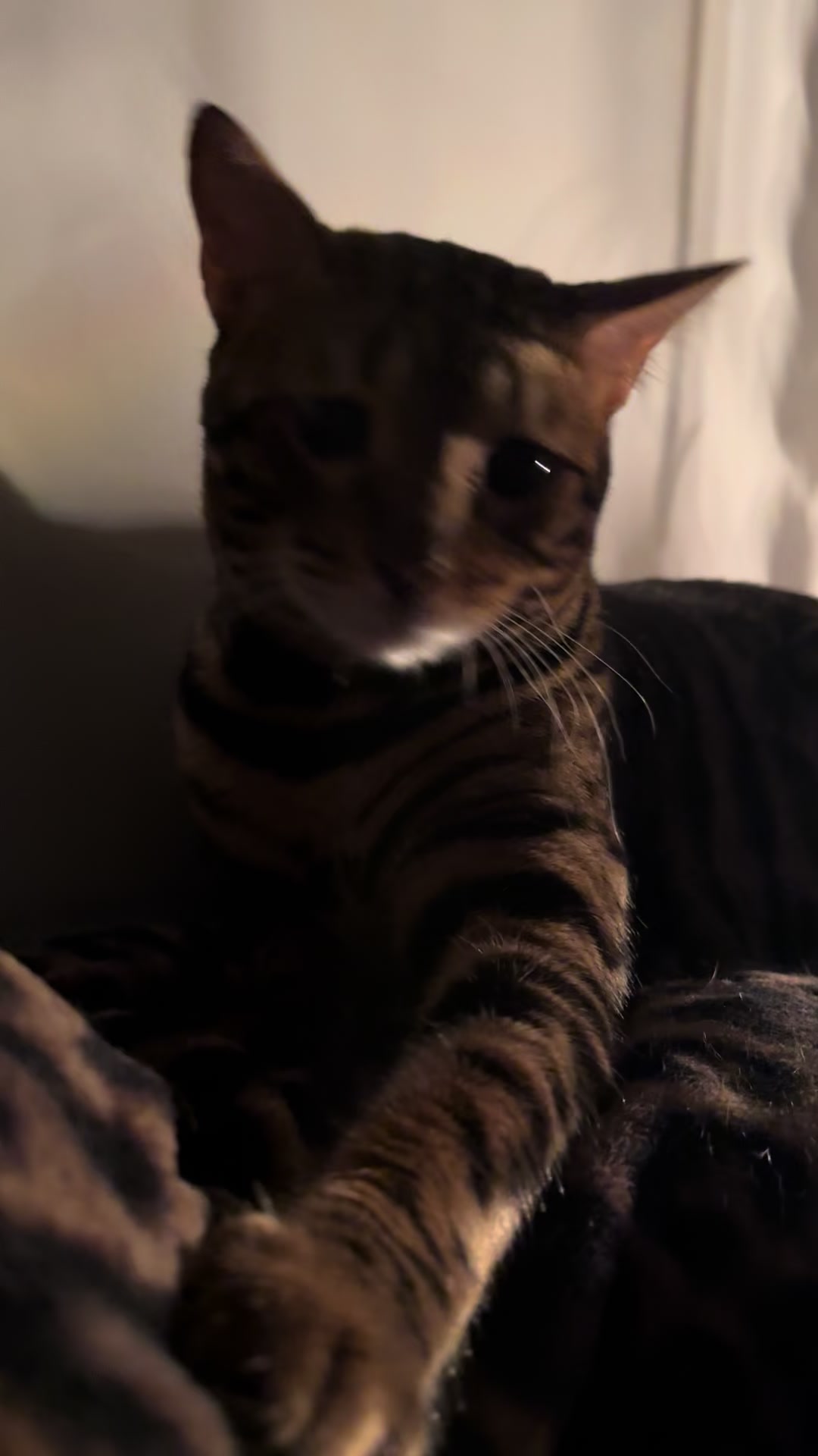 @Tiny Leopard Cats