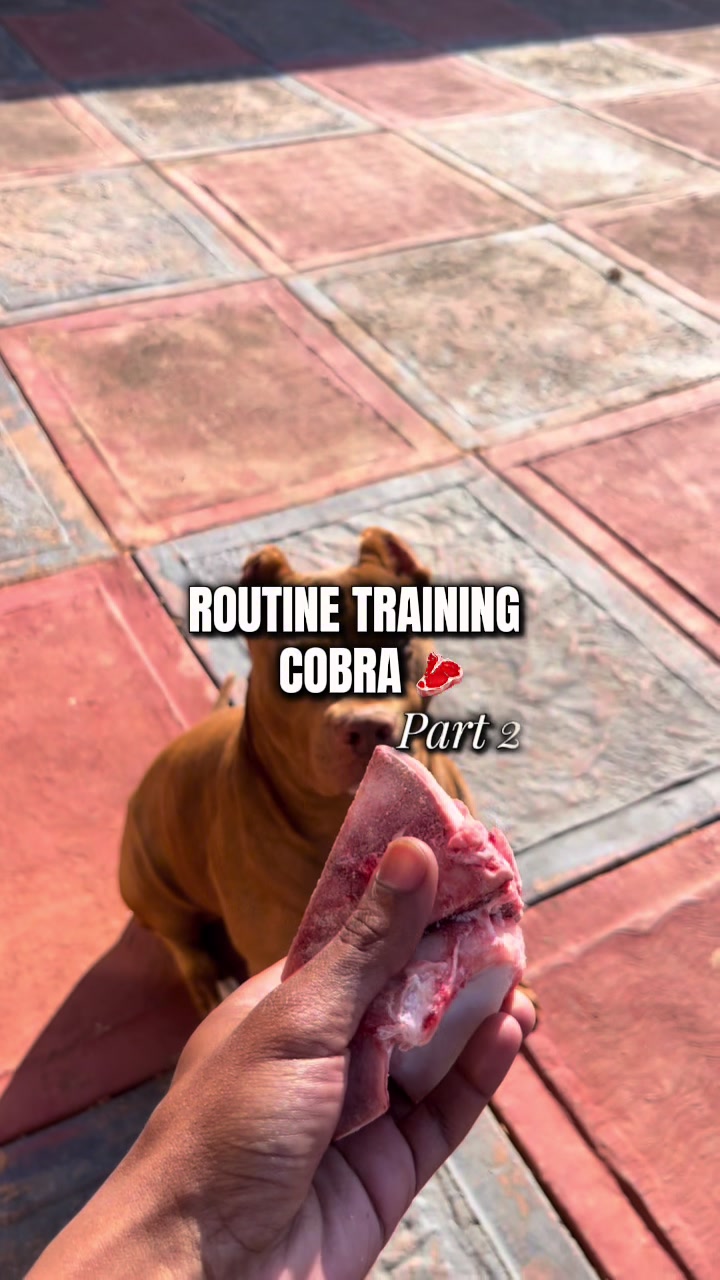 @Cobra K9 | American Bully🦴🐾