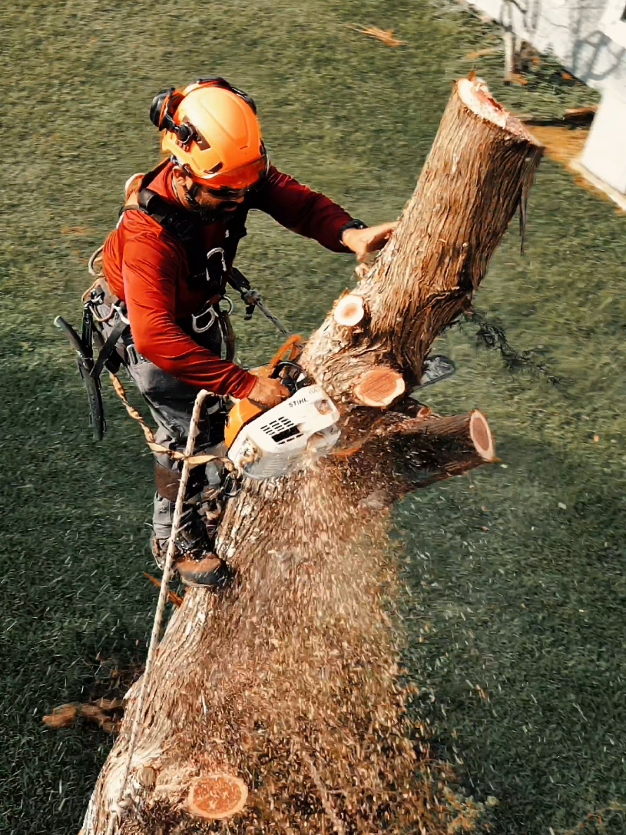 @GTS Galvan Tree Services LLC