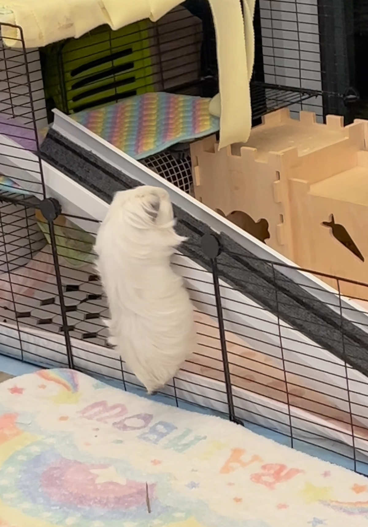 @pumpkin_panda_home