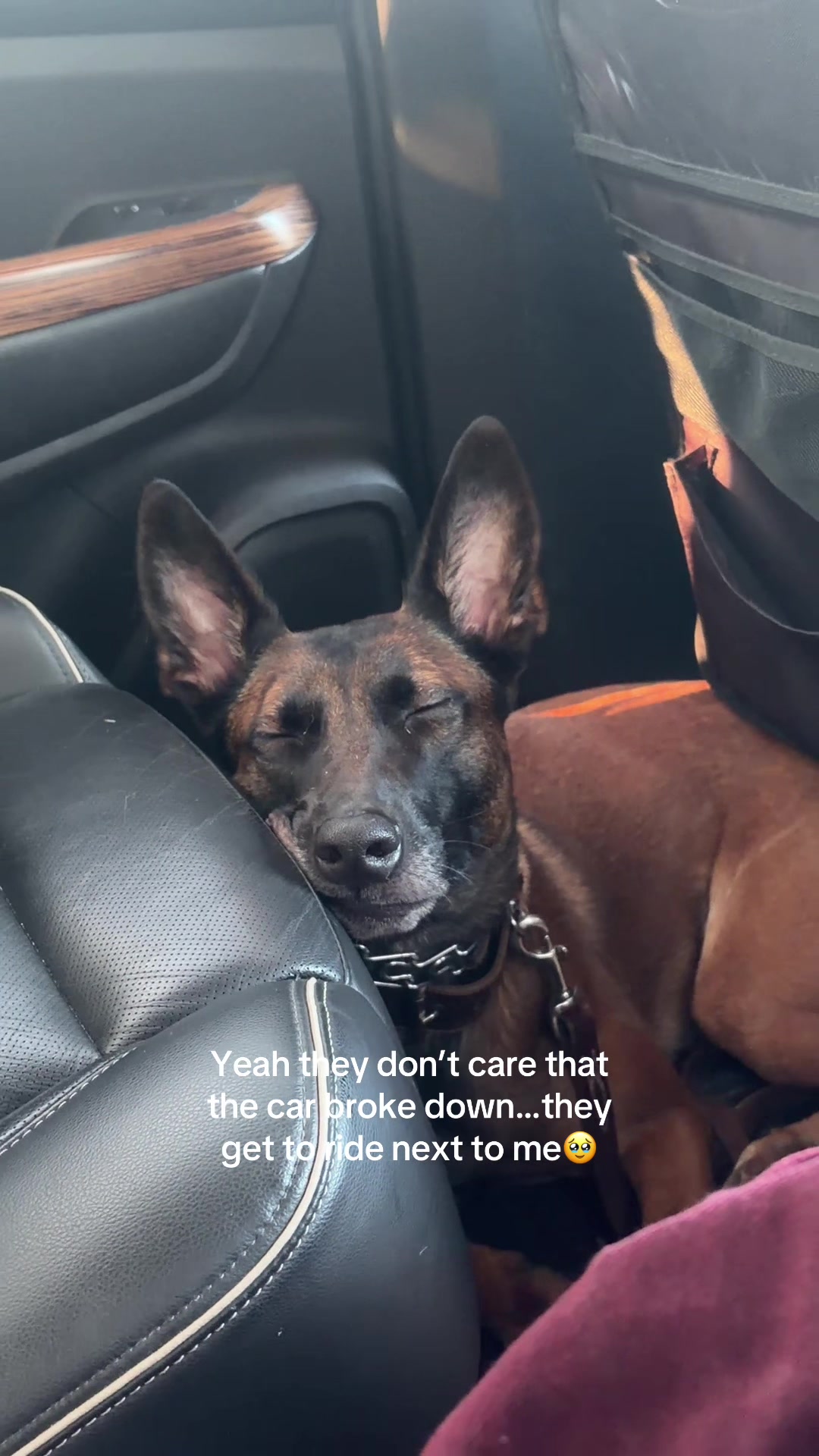 @dogstrainjen