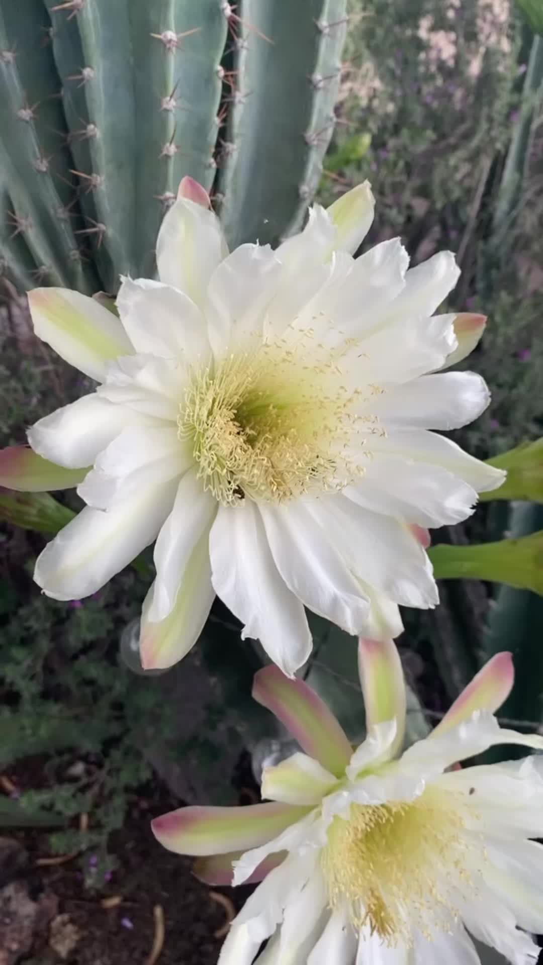 @Jewel of the Desert