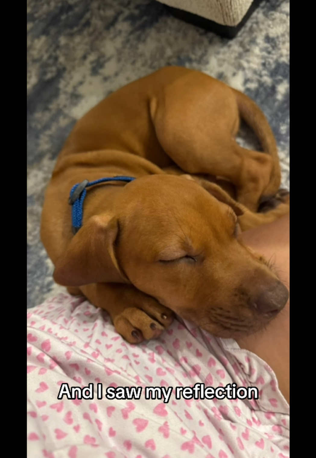@Blue the Ridgeback