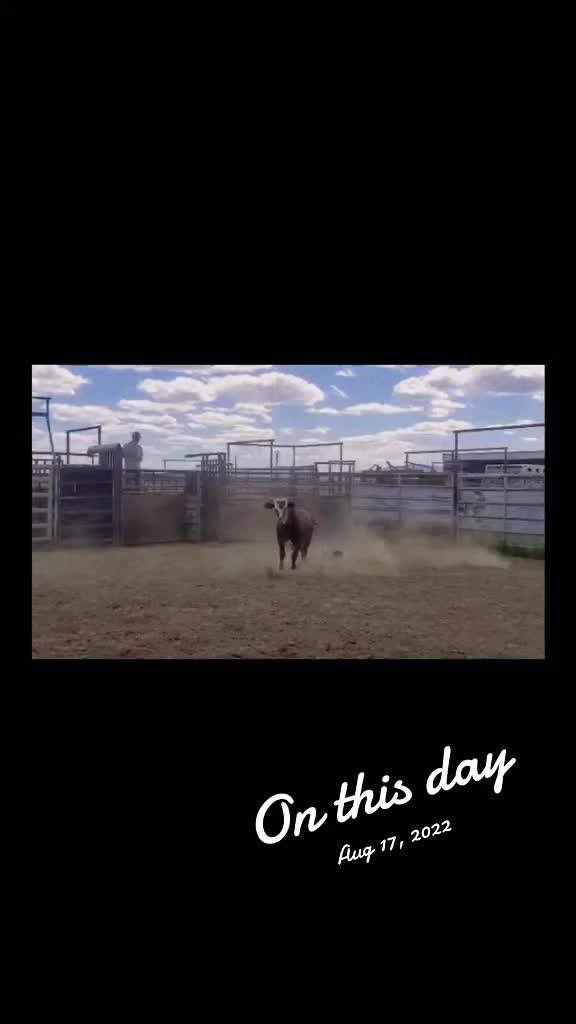 @B&G Bucking Bulls