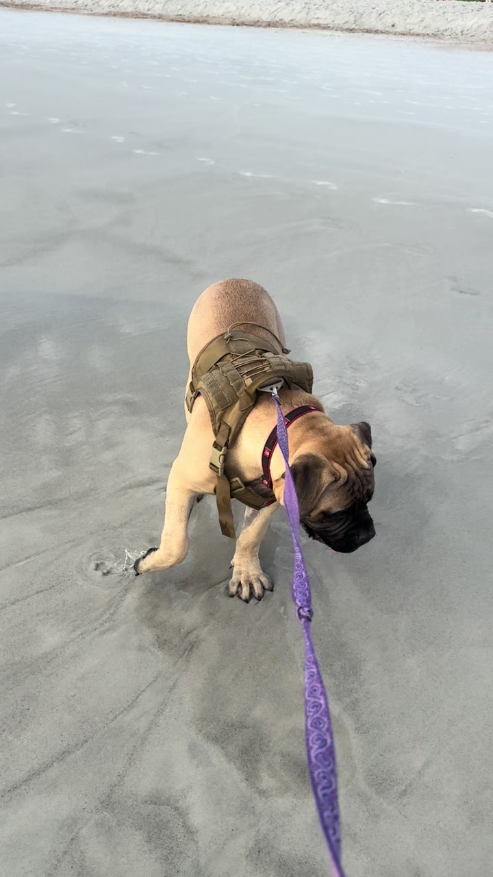 @Xander the Bullmastiff