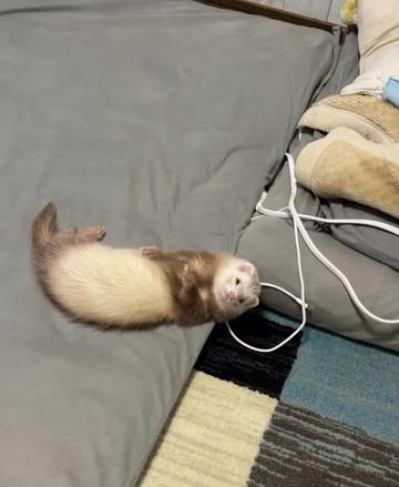 @Little star ferrets