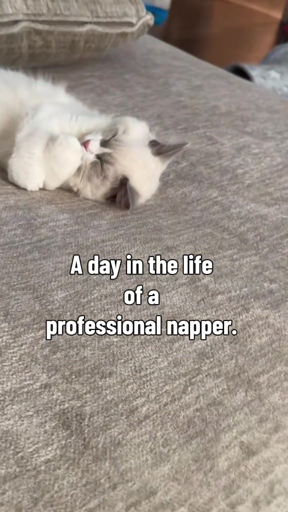 @Milo The Ragdoll Cat
