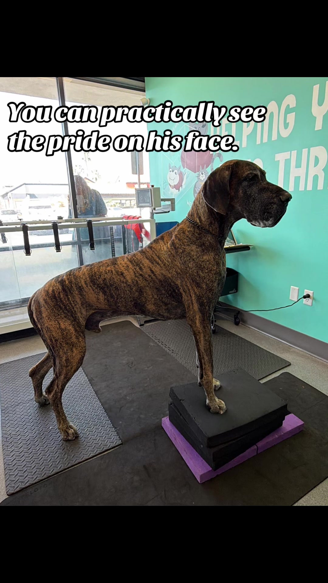 @Anders Bees Knees Great Dane