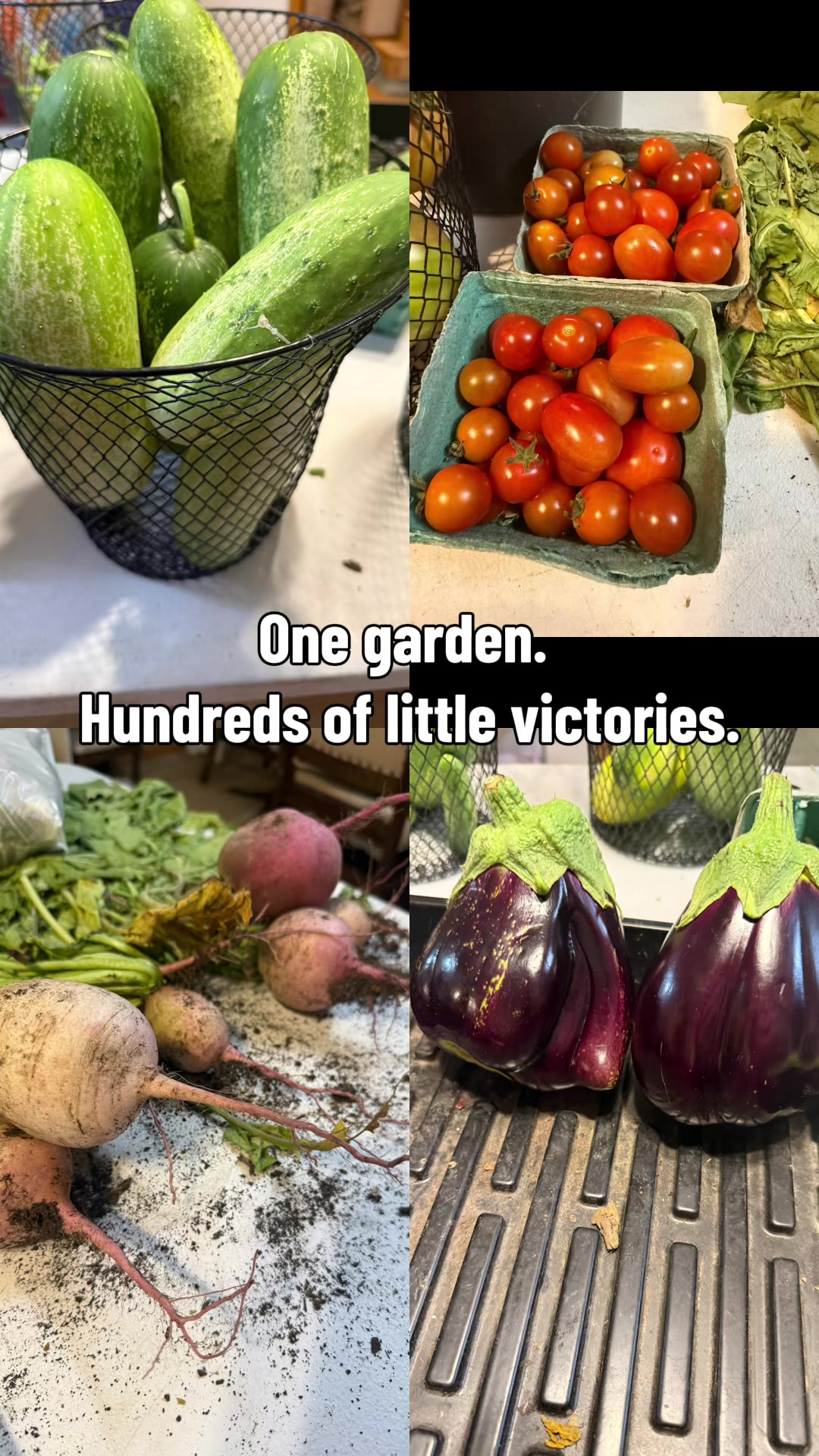 @Sierra ๐ด๐๐ป| Homesteading