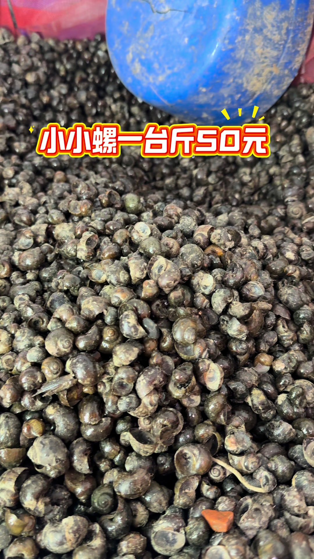 @阿興檳榔攤(金寶螺專賣店