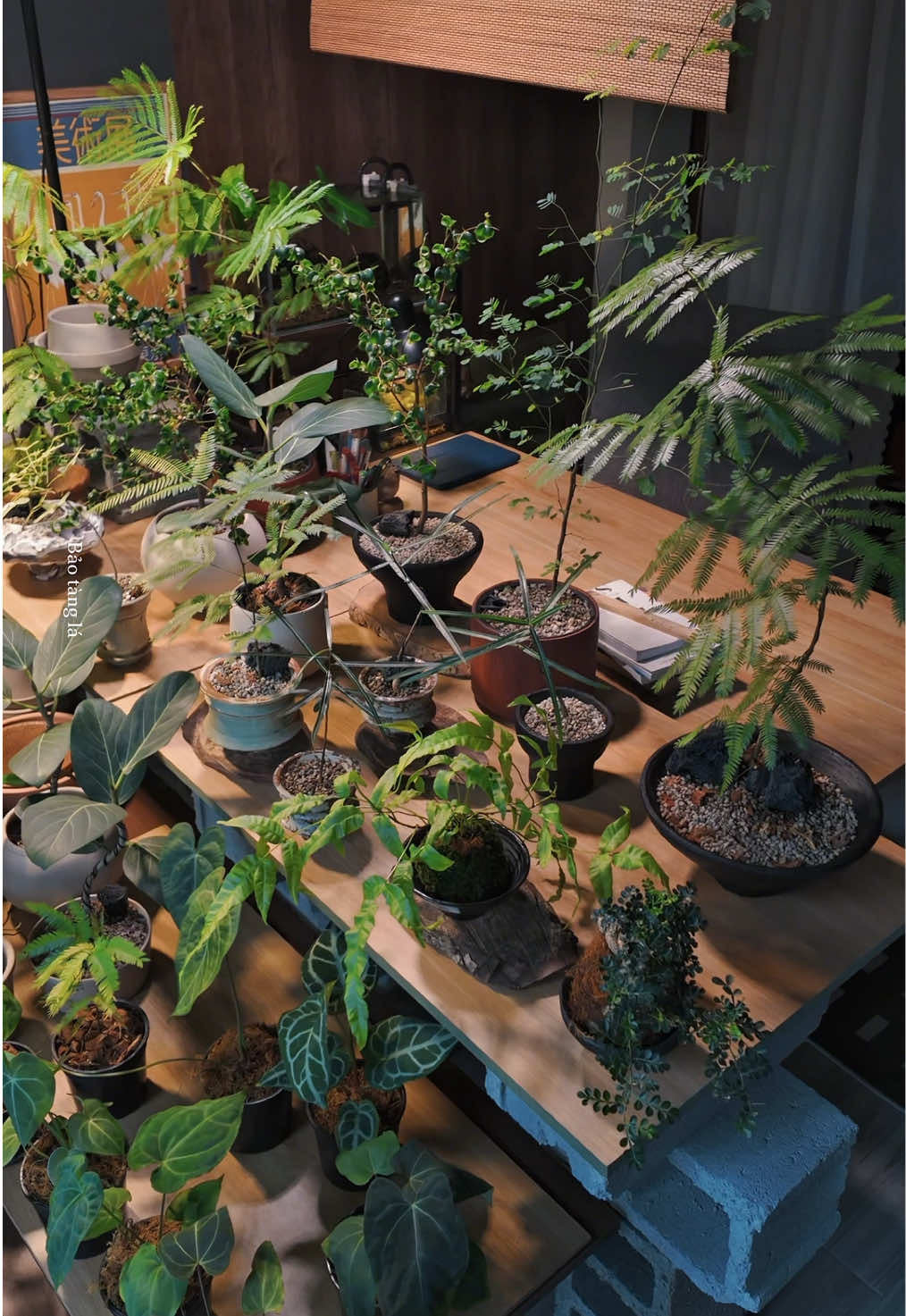 @Bảo t&agrave;ng l&aacute;