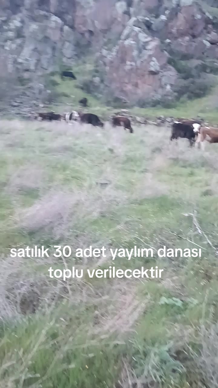 @Mehmet Şamlı