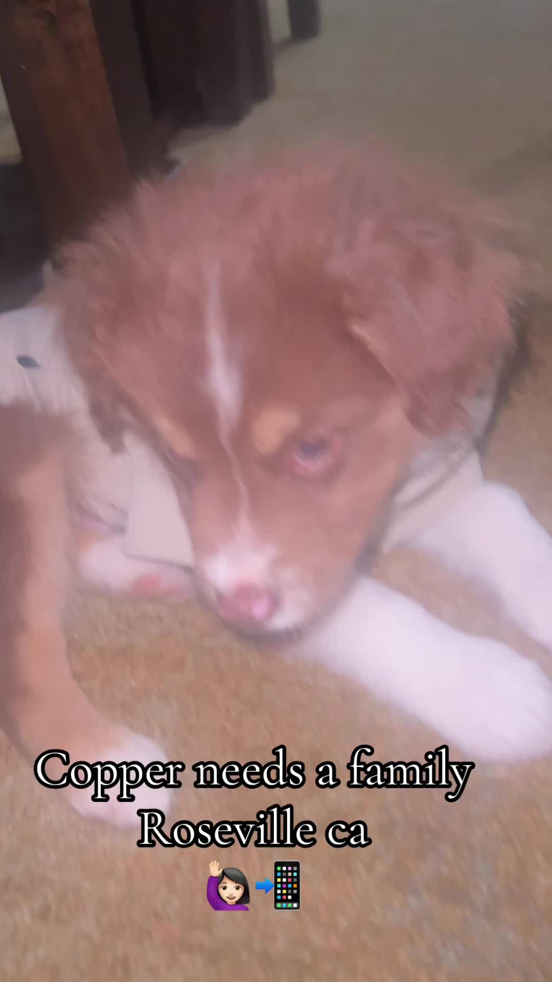 @sacramento__aussies916