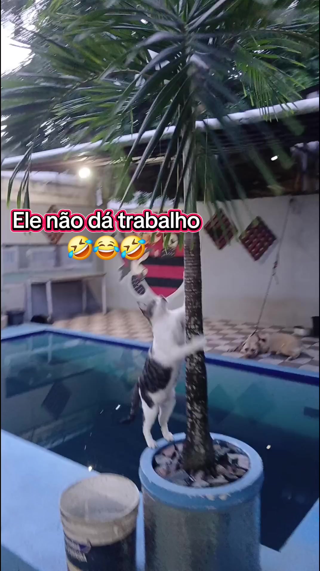 @Gê 🇧🇷❤️🇨🇵