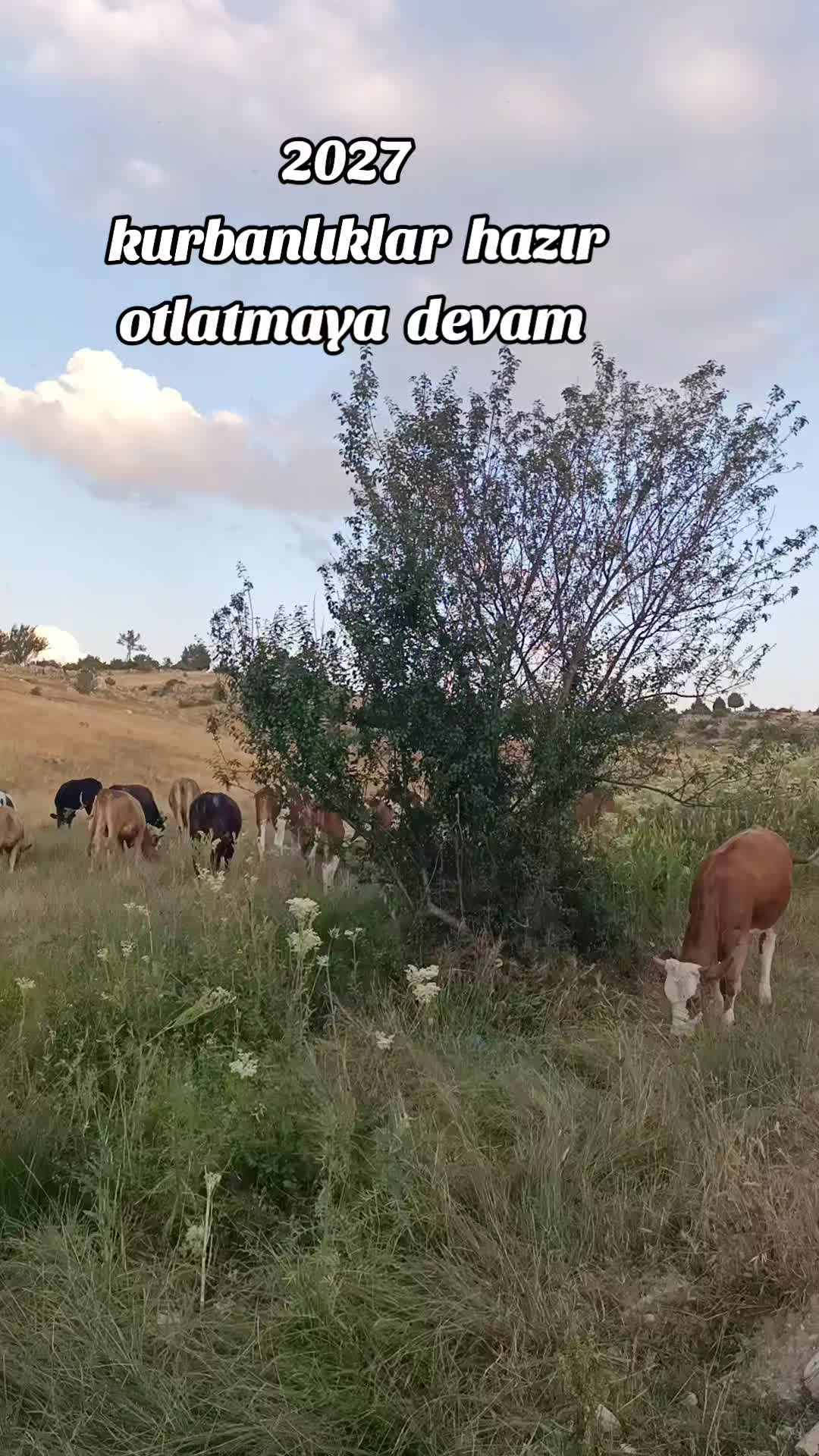 @Ali Özok