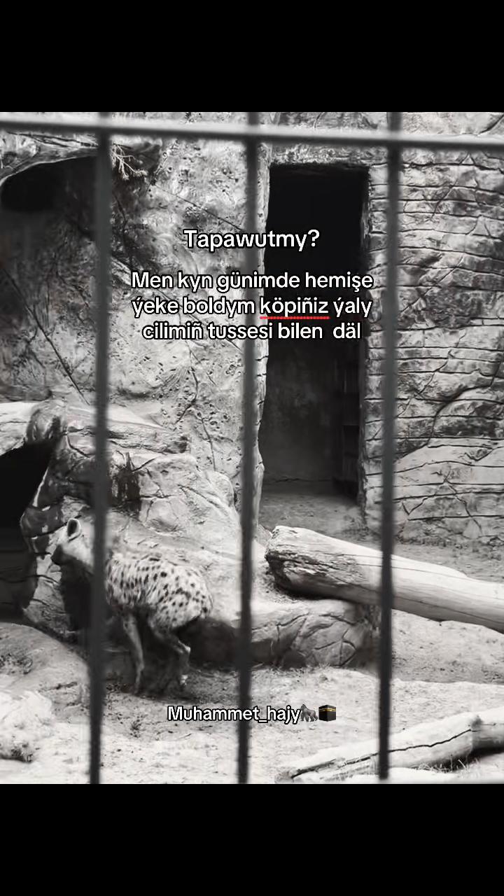 @Muhammet_hajy🦍🕋