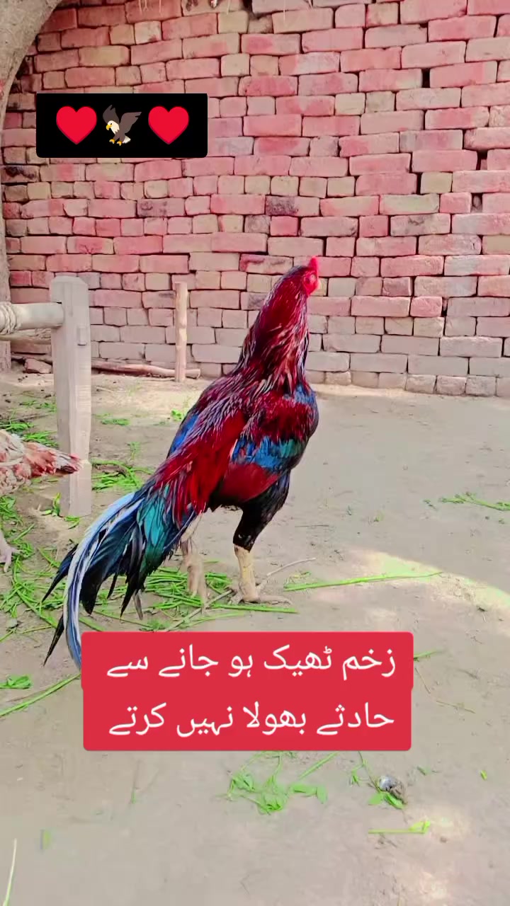 @kashifaseel2
