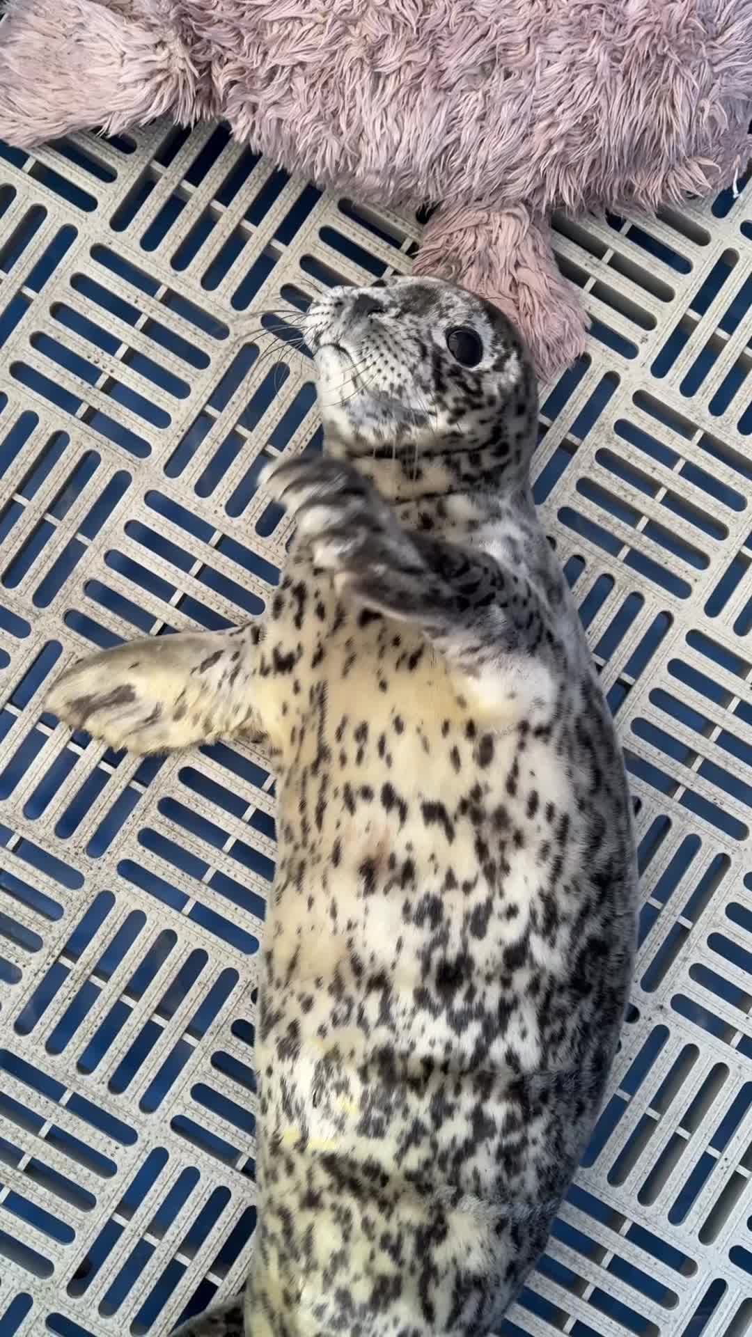 @Marine Mammal Rescue Society