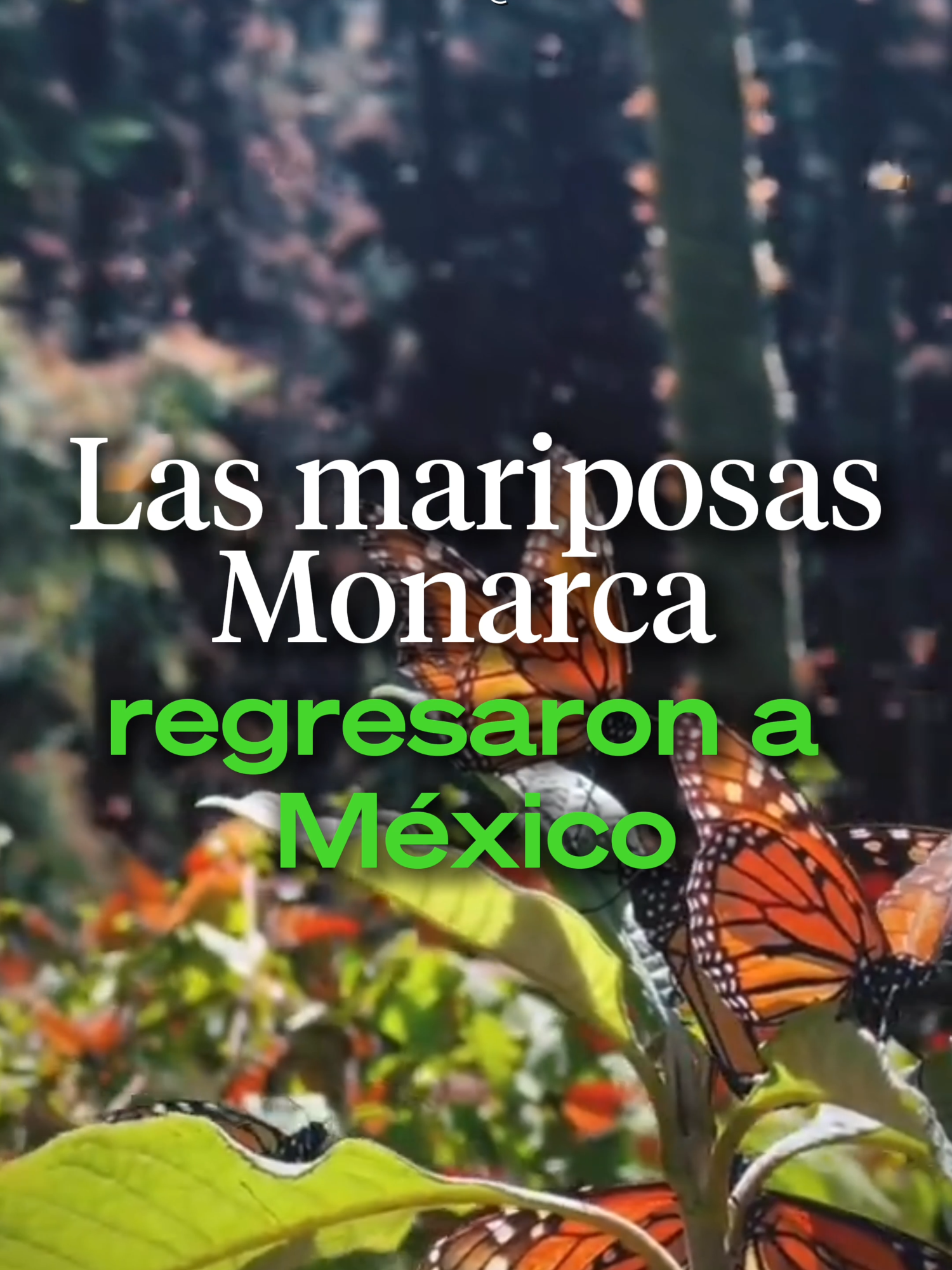 @Ahora Entiendo