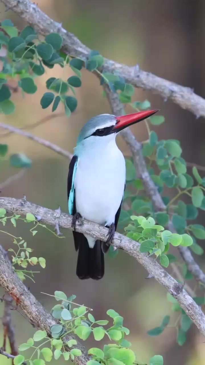 @David_Nature_Africa