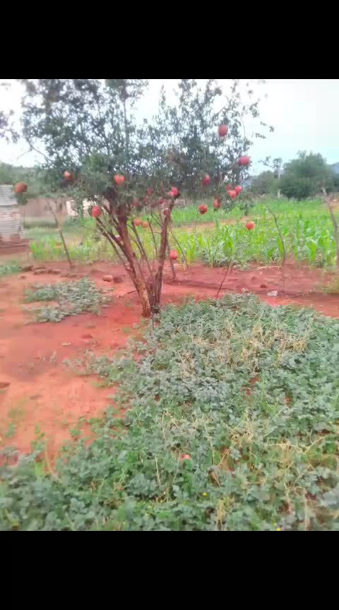 @ChampopoRocketsHardwoker