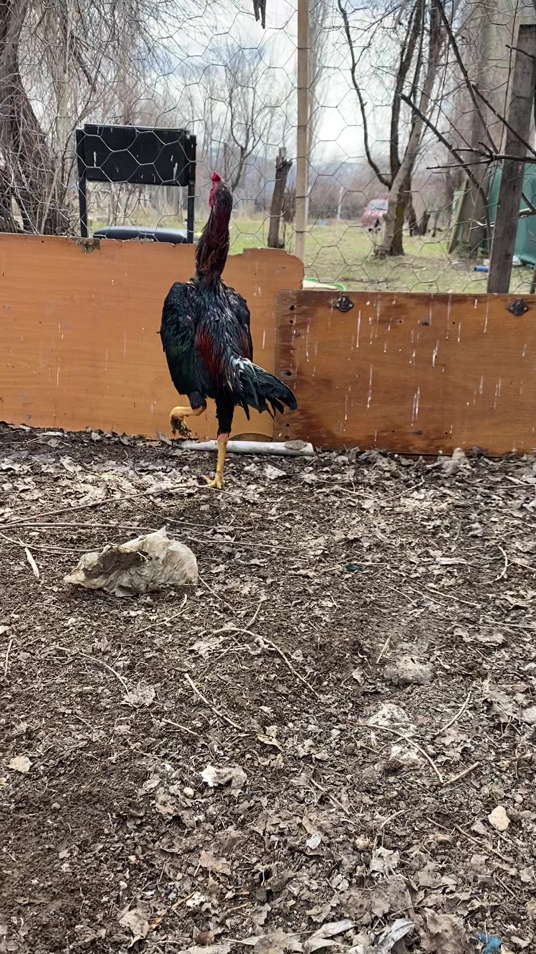 @Sivas Aslanları 🦅