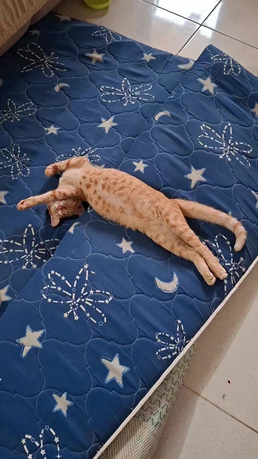 @ThePorceloFam&Pets